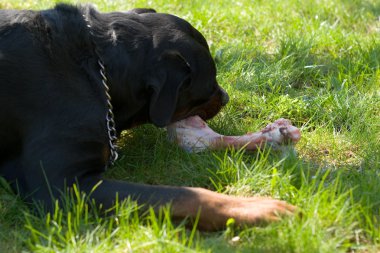 büyük kemik yeme rottweiler.