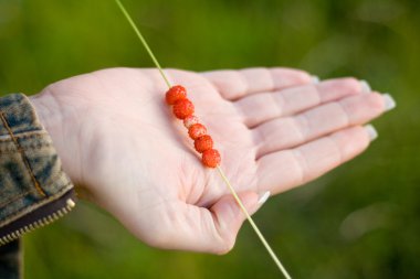 Stawberry kızlar el çimenlerin üzerinde.