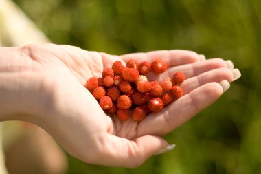 bir kızın elinde bir çim üzerinde Stawberry. çilek üzerinde odaklanmak.