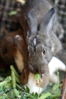 iki tavşan yemek yeşil bezelye.