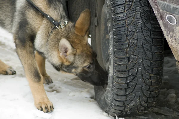 Polizei durchsucht Schäferhund nach Drogen und Sprengstoff. — Stockfoto