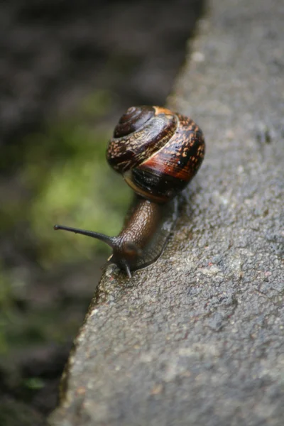 젖은 돌에 달팽이. — 스톡 사진