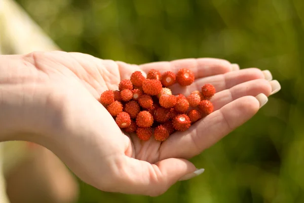 stock image Stawberry on a grass in a girl hand. Focus on strawberry.