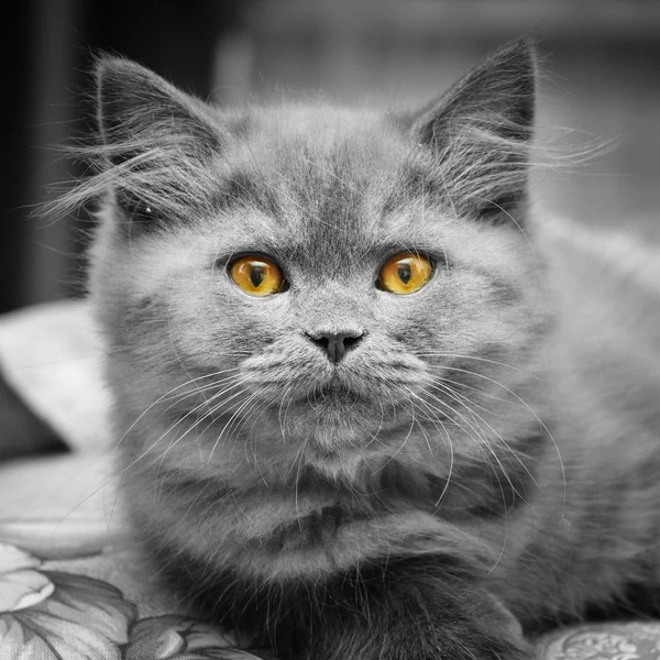 Schotse kitty — Stockfoto