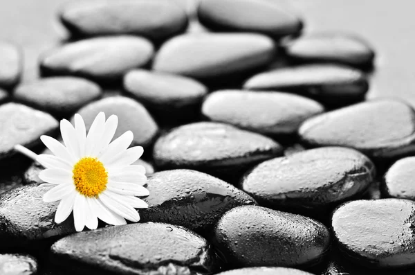 Stenen en daisy — Stockfoto