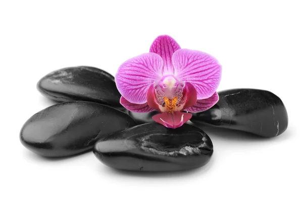 Orchidea — Foto Stock