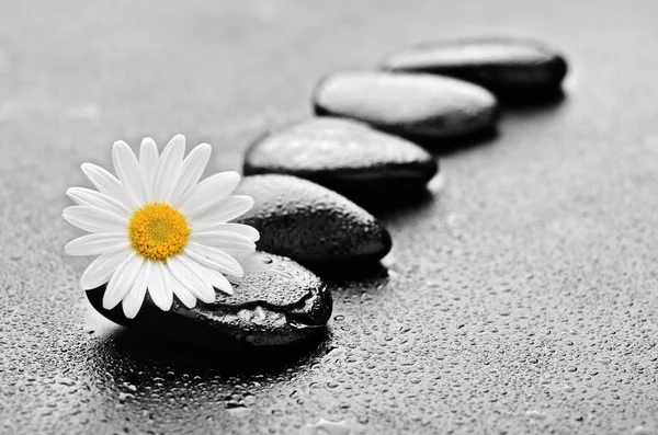 石头和雏菊 — 图库照片