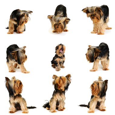 Yorkshire terrier clipart