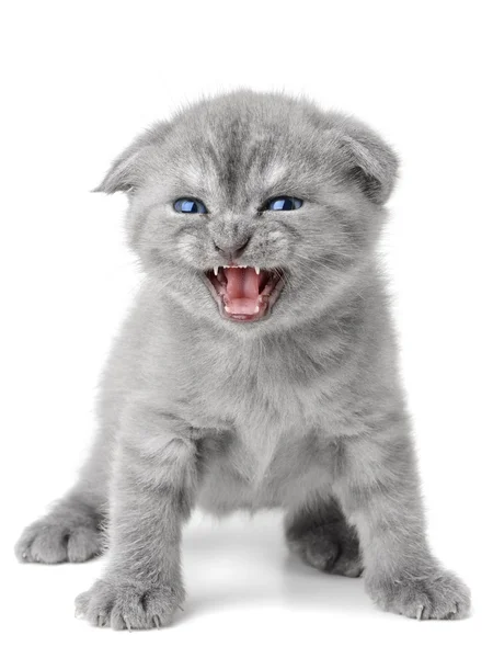 Scottish Kitty — Stock Photo, Image