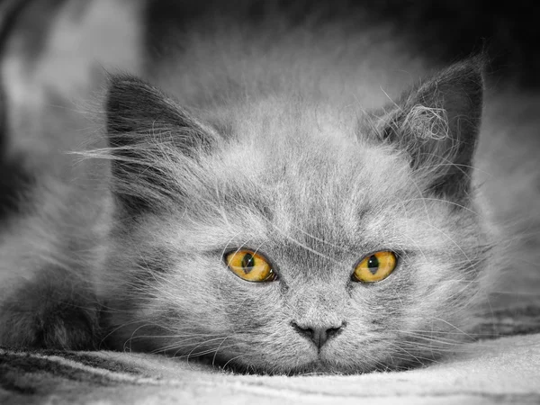 Schotse kitty — Stockfoto