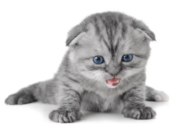 Scottish Kitty — Stock Photo, Image