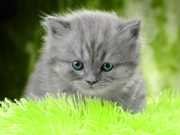 İskoç kitty — Stok fotoğraf