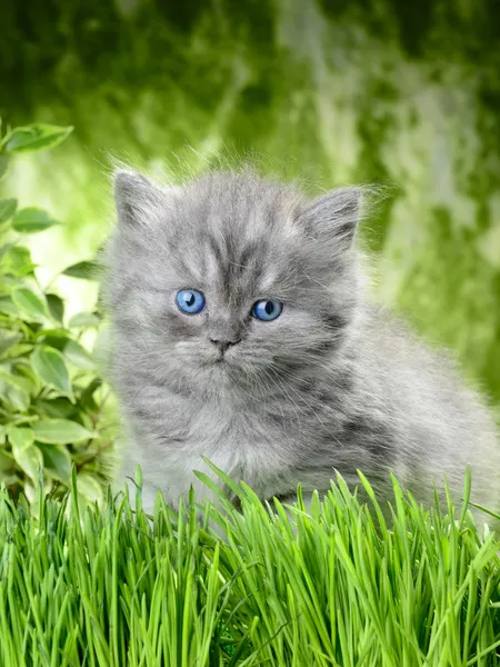 Scottish Kitty — Stock Photo, Image