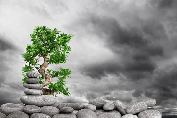 Stock image Zen stones