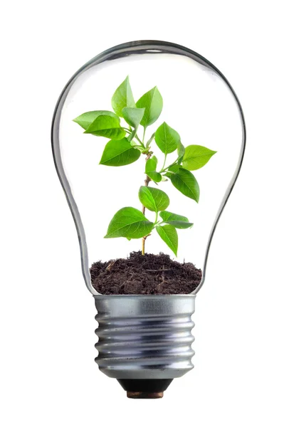 Зеленое растение в лампе — стоковое фото