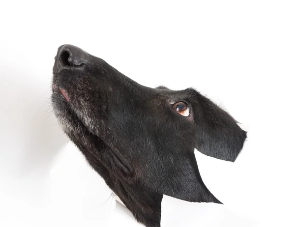 개 파산 백서 — 스톡 사진