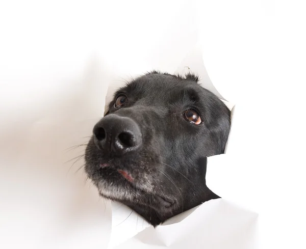Köpek beyaz kağıt kırdı — Stok fotoğraf