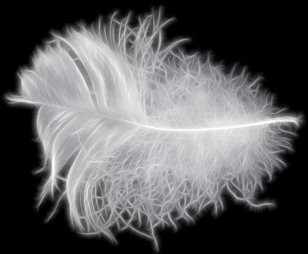 White feather on black — Stock Photo, Image