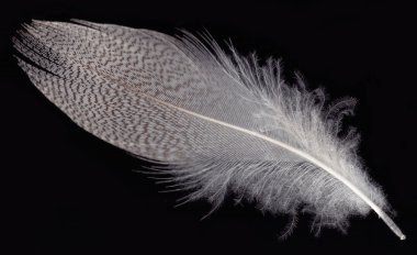 siyah üzerine beyaz tüy