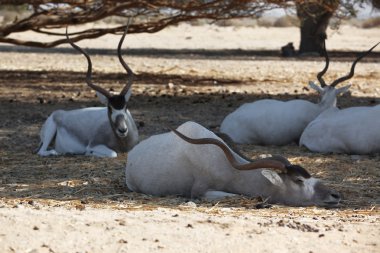 Herd of wild goats relaxing in shadows from tree in a hot desert clipart