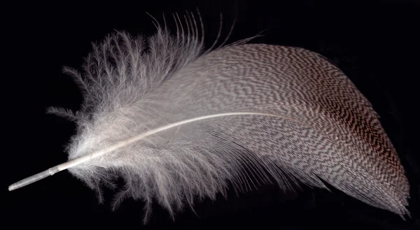 Feather on black — Stock Photo, Image