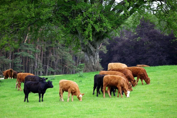 Трава корів на зеленому лузі — стокове фото