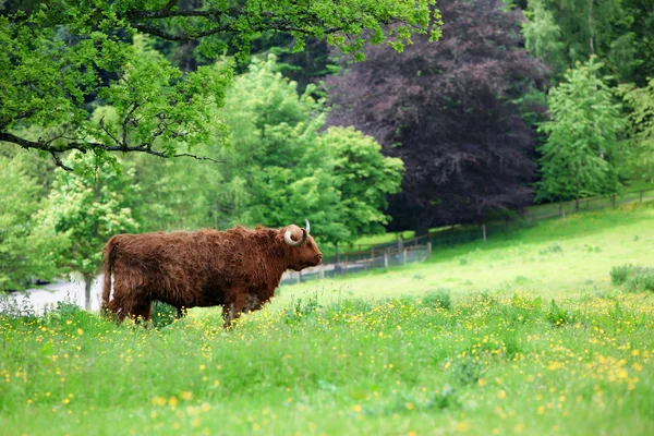 Vacca delle Highland scozzesi — Foto Stock