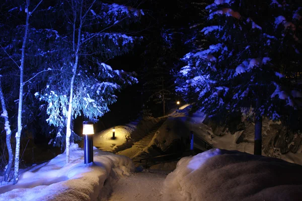 Winter trees under illumination — Stock Photo, Image