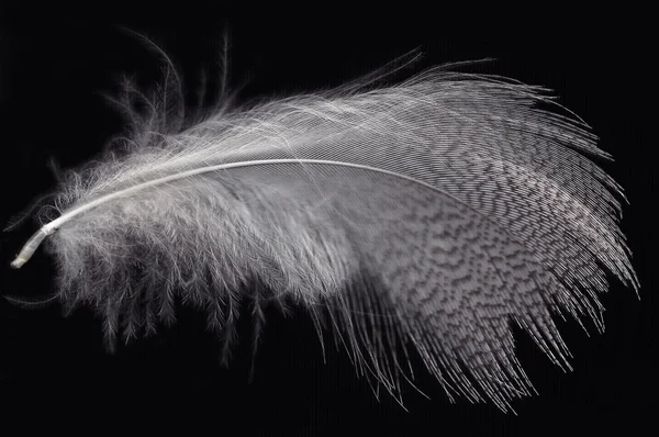 White feather on black — Stock Photo, Image