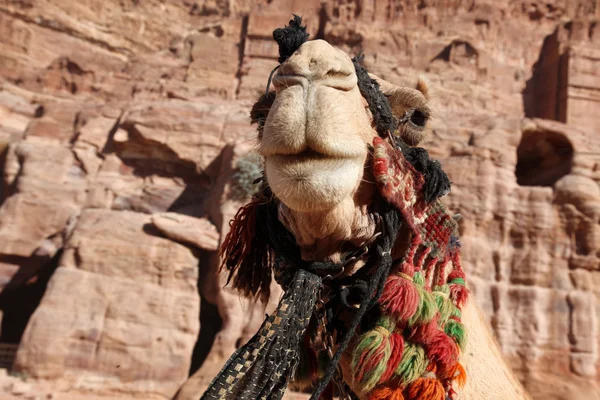 Camels in Petra - Nabataeans capital city ( Al Khazneh ) , Jorda — Stock Photo, Image