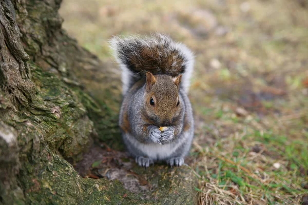 Esquilo cinzento na floresta — Fotografia de Stock