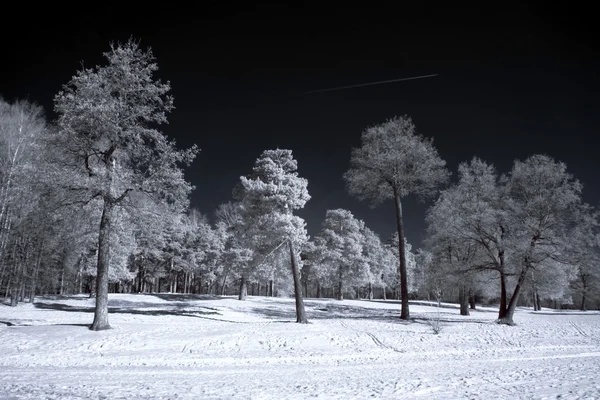 Skov om vinteren - Stock-foto