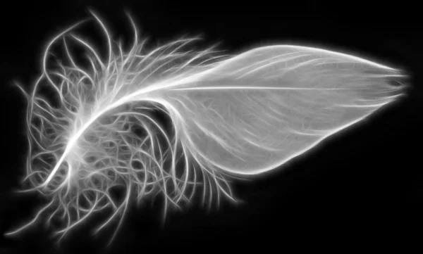 White feather op zwart — Stockfoto