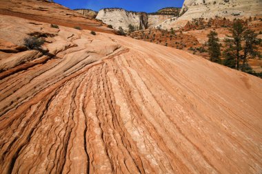 Wave - rock formations in Zion National Park, Utah, USA clipart