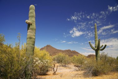 Cactus in Organ Pipe National Monument, Arizona, USA clipart