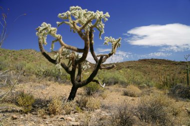 kaktüs organ boru Ulusal Anıtı, arizona, ABD