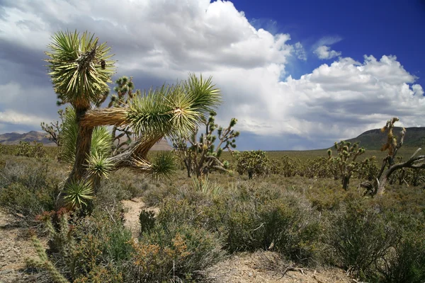 Джошуа дерева лісу, Арізона, США — стокове фото