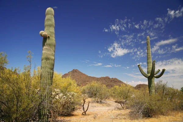 Kaktus w narządów rur krajowych pomnik, arizona, Stany Zjednoczone Ameryki — Zdjęcie stockowe