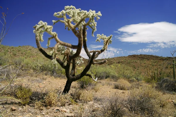 Кактус в Национальном памятнике органных труб, Аризона, США — стоковое фото