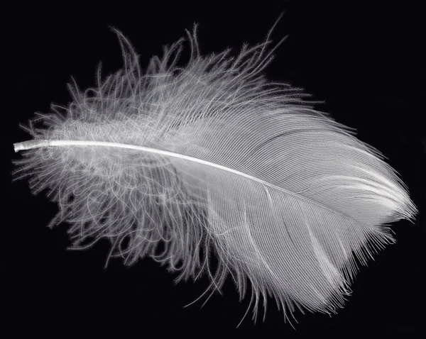 White feather on black — Stock Photo, Image