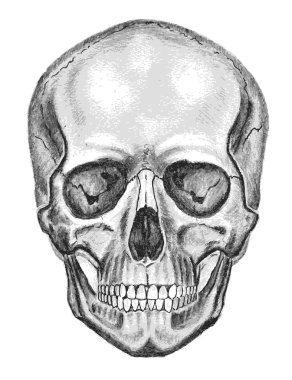 Skull. Trace, don't easy edit clipart