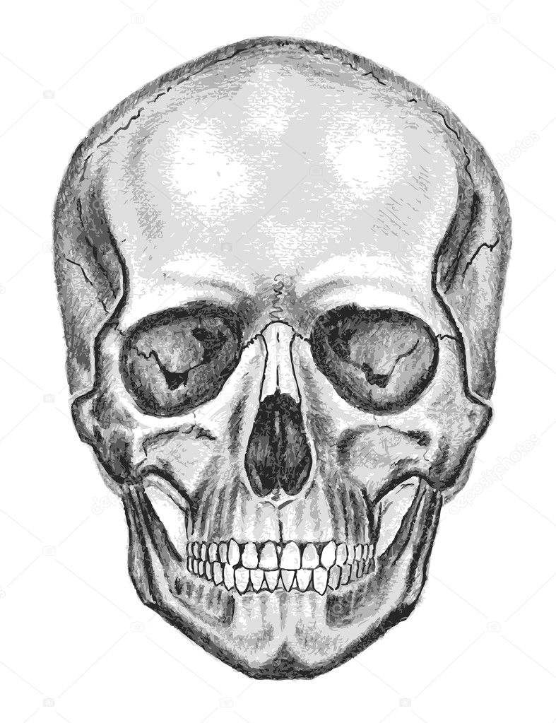 Skull. Trace, don't easy edit