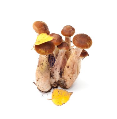 Armillaria.