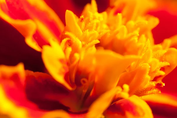 stock image Close-up flower