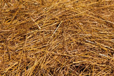 Hay texture clipart