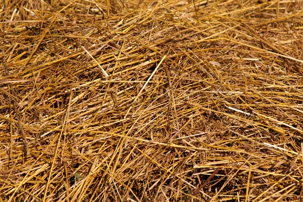 干し草のテクスチャ — ストック写真