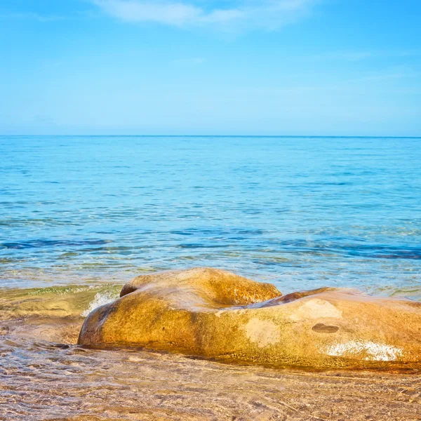 Bir deniz taş — Stok fotoğraf