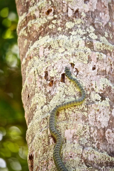 stock image Snake on the Tree