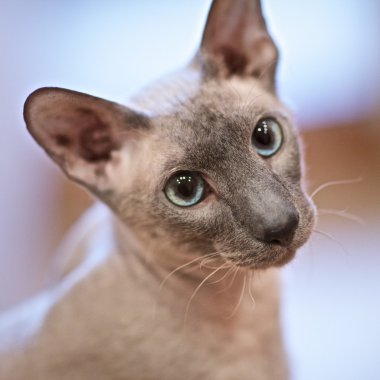 Hairless Cat clipart