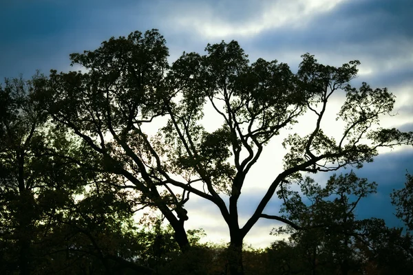 Träd silhouette vid solnedgången — Stockfoto